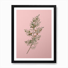 Vintage Phoenicean Juniper Botanical on Soft Pink n.0441 Art Print