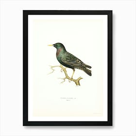 European Starling (Sturnus Vulgaris), The Von Wright Brothers Art Print