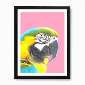 Tropical Animal Macaw  Art Print