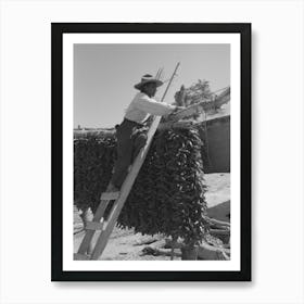 Hanging Up Chili Peppers For Drying, Isletta, New Mexico By Russell Lee Art Print