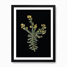 Vintage Yellow Gorse Flower Botanical Illustration on Solid Black n.0473 Art Print