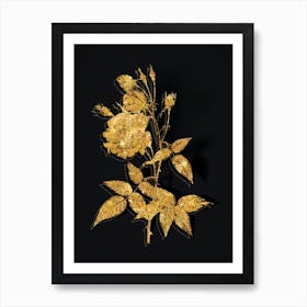 Vintage Common Rose of India Botanical in Gold on Black n.0476 Art Print