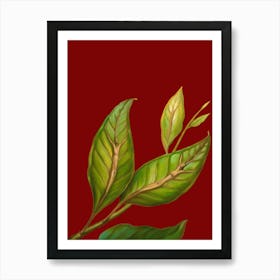 Green Tea Leaves Art Print