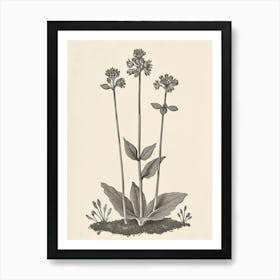 Vintage Illustration Black Stem Spleenwort 4 Art Print