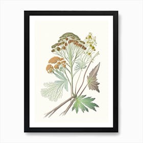 Angelica Root Spices And Herbs Pencil Illustration 1 Art Print
