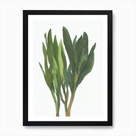 Walking Iris (Neomarica Spp Art Print