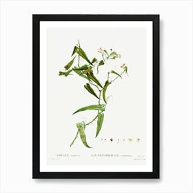 Smilax, Pierre Joseph Redoute Art Print