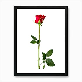 Red Rose Isolated On White 1 Affiche