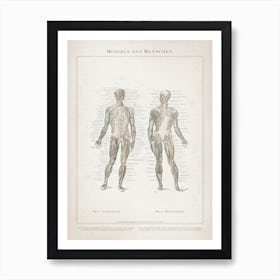 Vintage Meyers 7 Muskeln Des Menschen Art Print