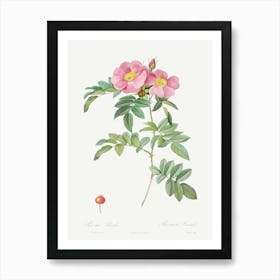 Rosa Lucida, Also Known As Shining Rose, Pierre Joseph Redoute Art Print