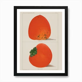 Persimmons Art Print