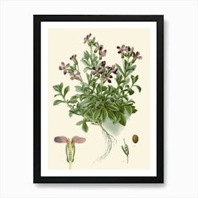 Saxifraga Art Print