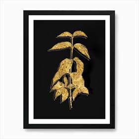 Vintage Cornelian Cherry Botanical in Gold on Black n.0439 Art Print
