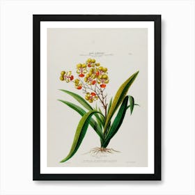 Orchids 8 Art Print