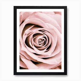 Blush Rose Art Print