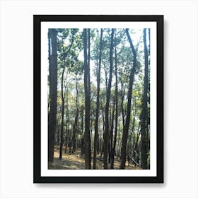 A Beautiful Forest 7 By Binod Dawadi Poster