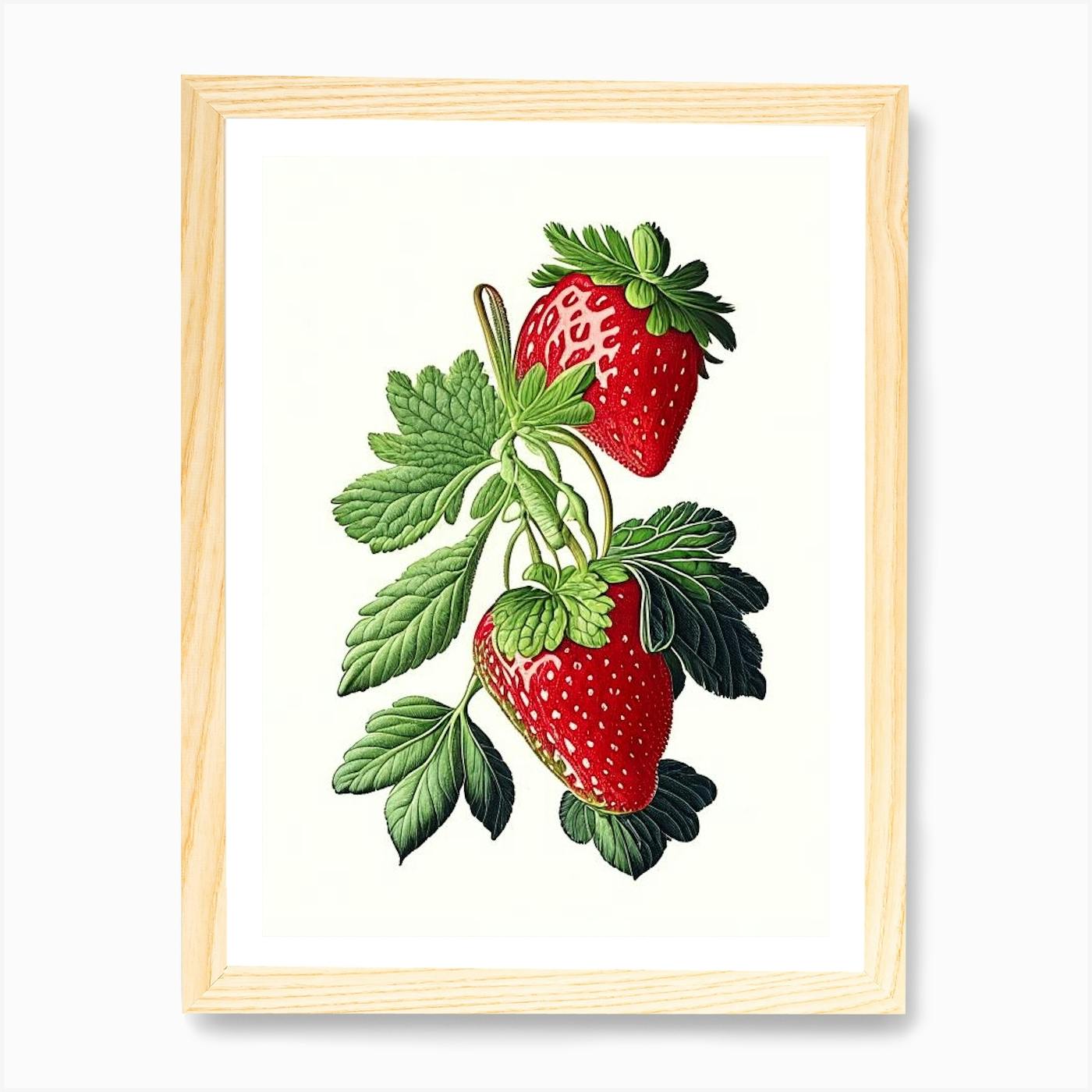 Premium Vector | Strawberries pencil drawing. bush of strawberry with  leaves, flowers and berries. botanical drawing