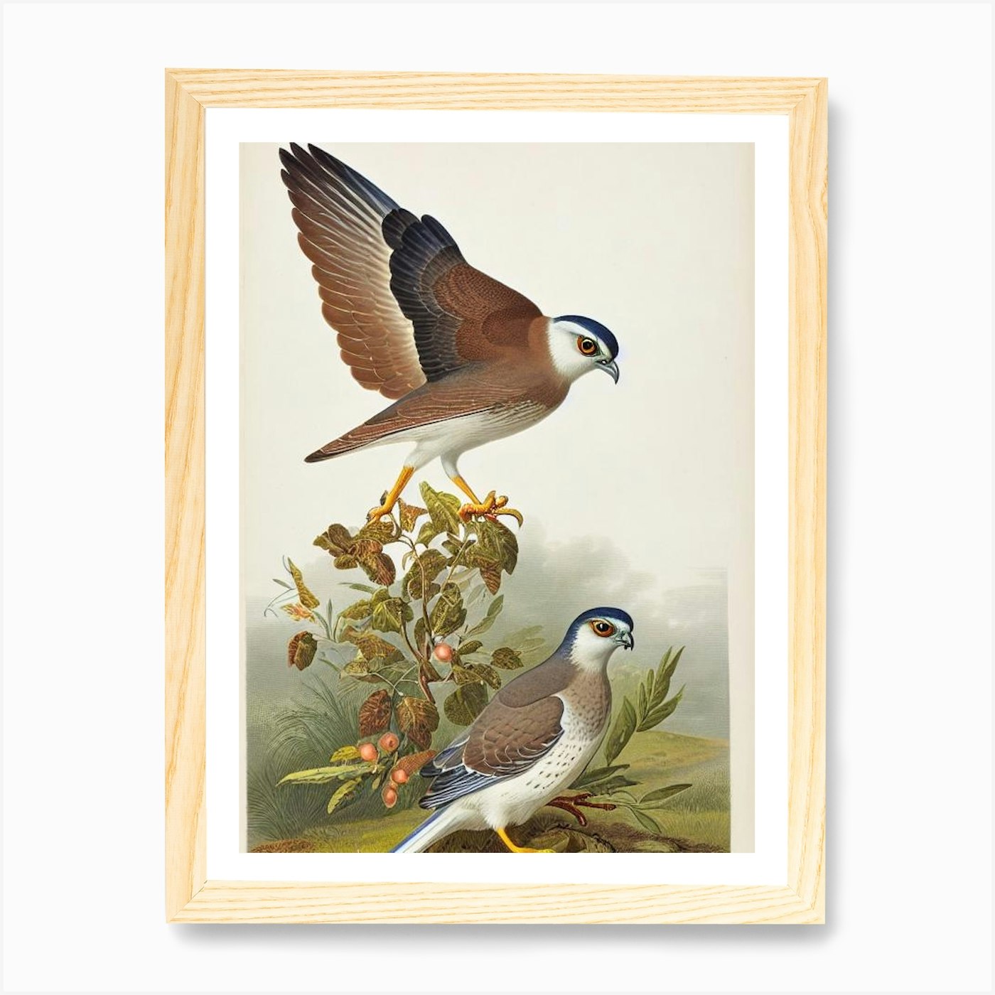 Quadro stampa su tela poster arte parete incorniciato Sparrowhawk James Audubon eurasiatico - Foto 4 di 4