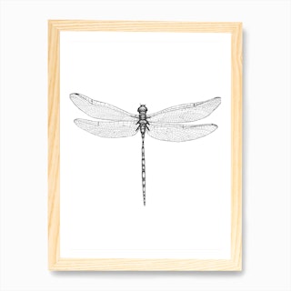 Dragonfly Wings Print | Free Shipping | Fy
