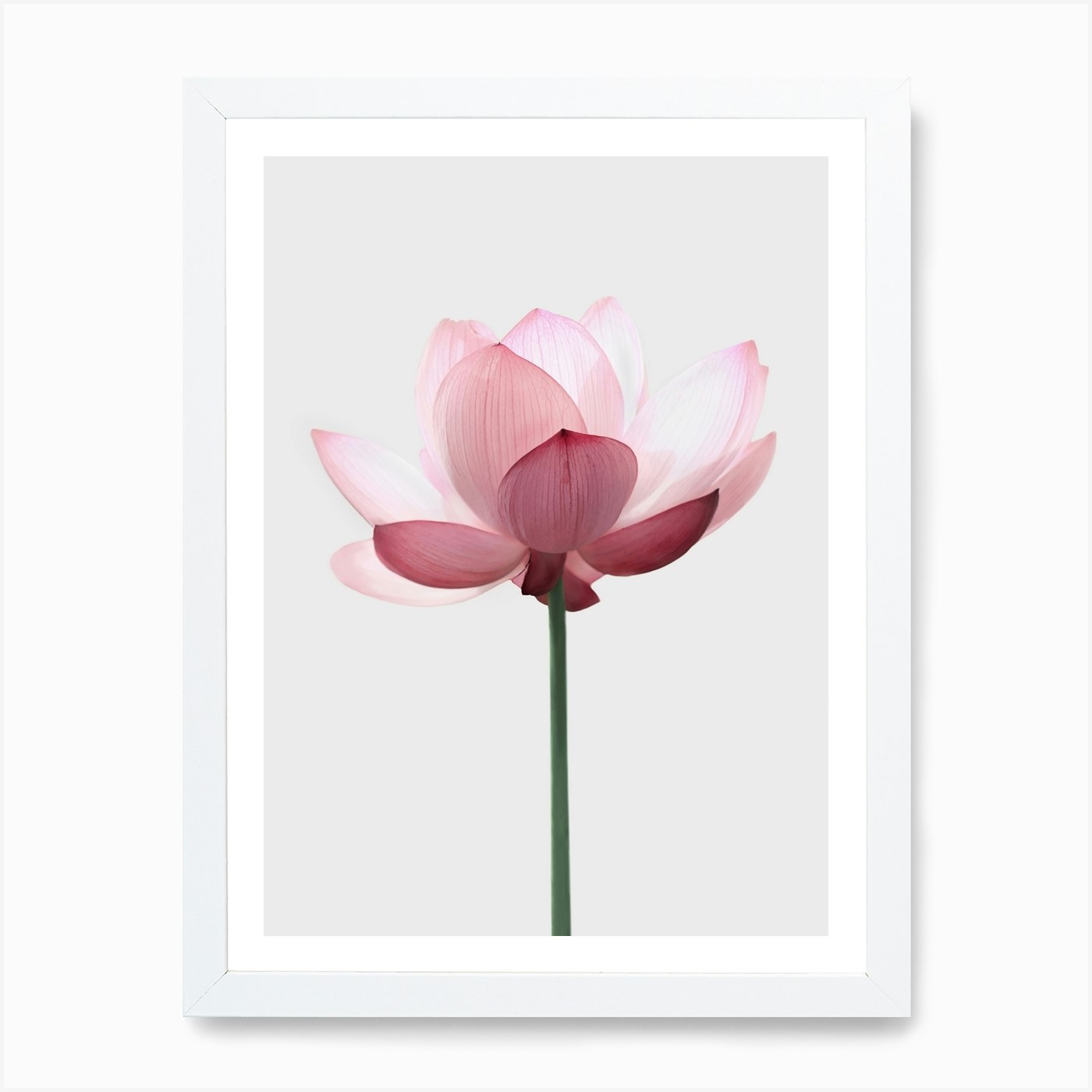 photo download lotus flower