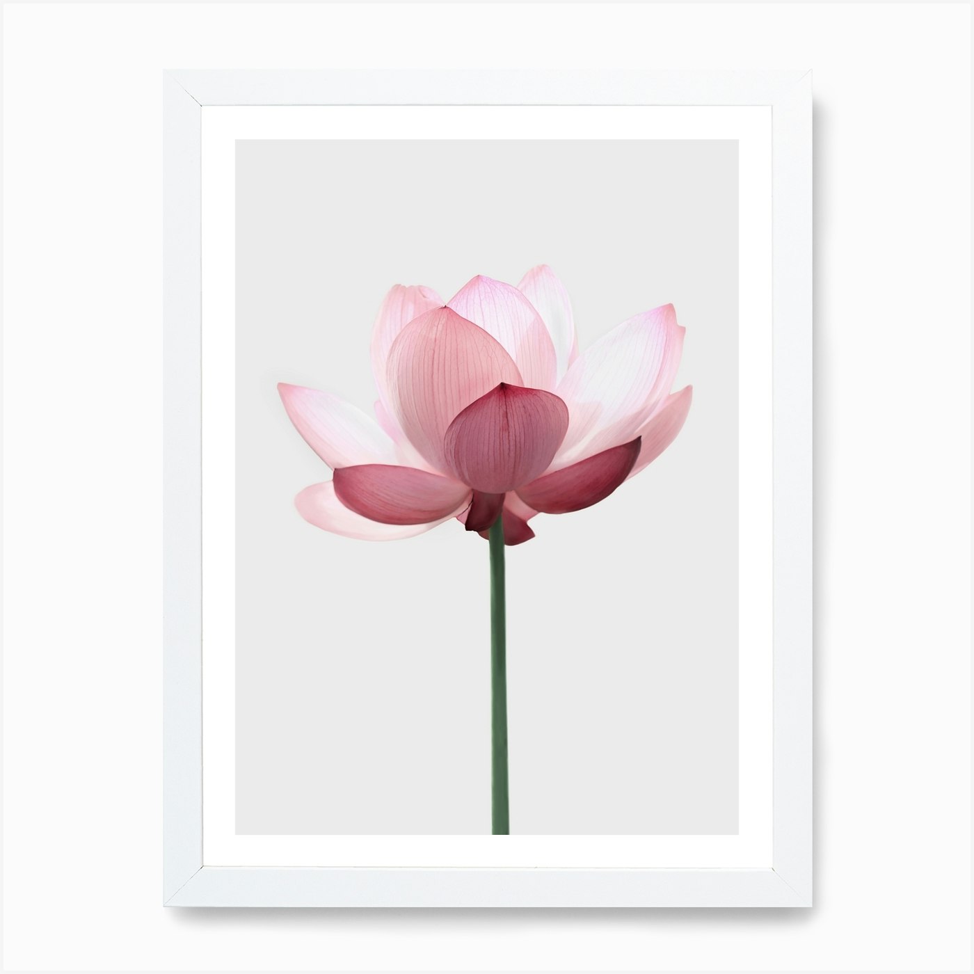 Lotus Flower Wall Art Print Free Shipping Fy