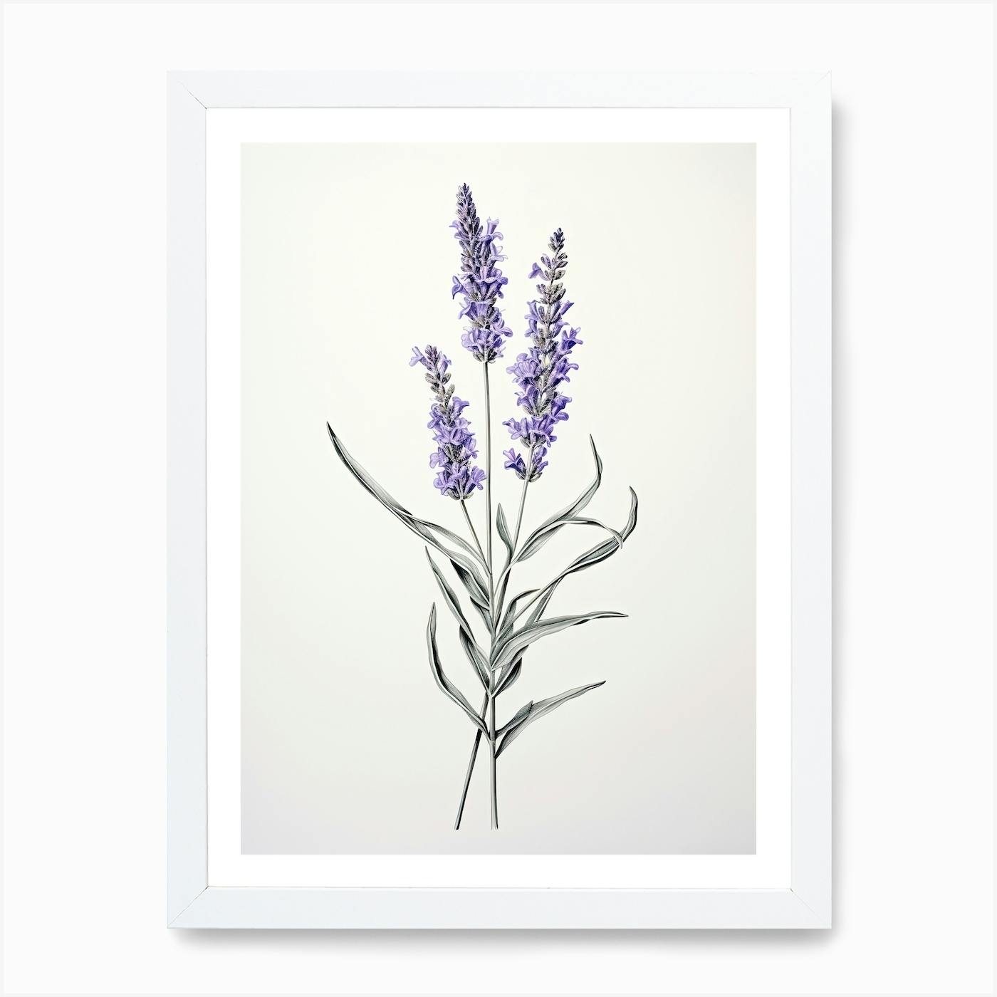 Lavender Flower Vintage Botanical Art Print by Whimsical Meadows Fy