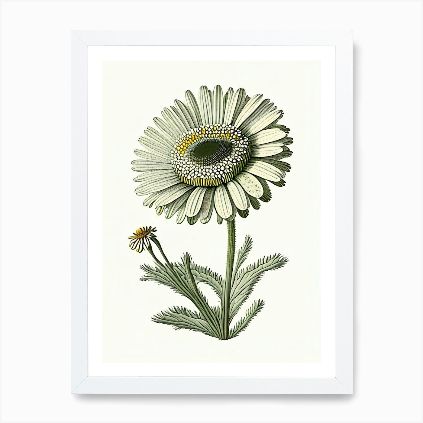 Oxeye Daisy Wildflower Vintage Botanical Art Print by Wildflower Studio - Fy