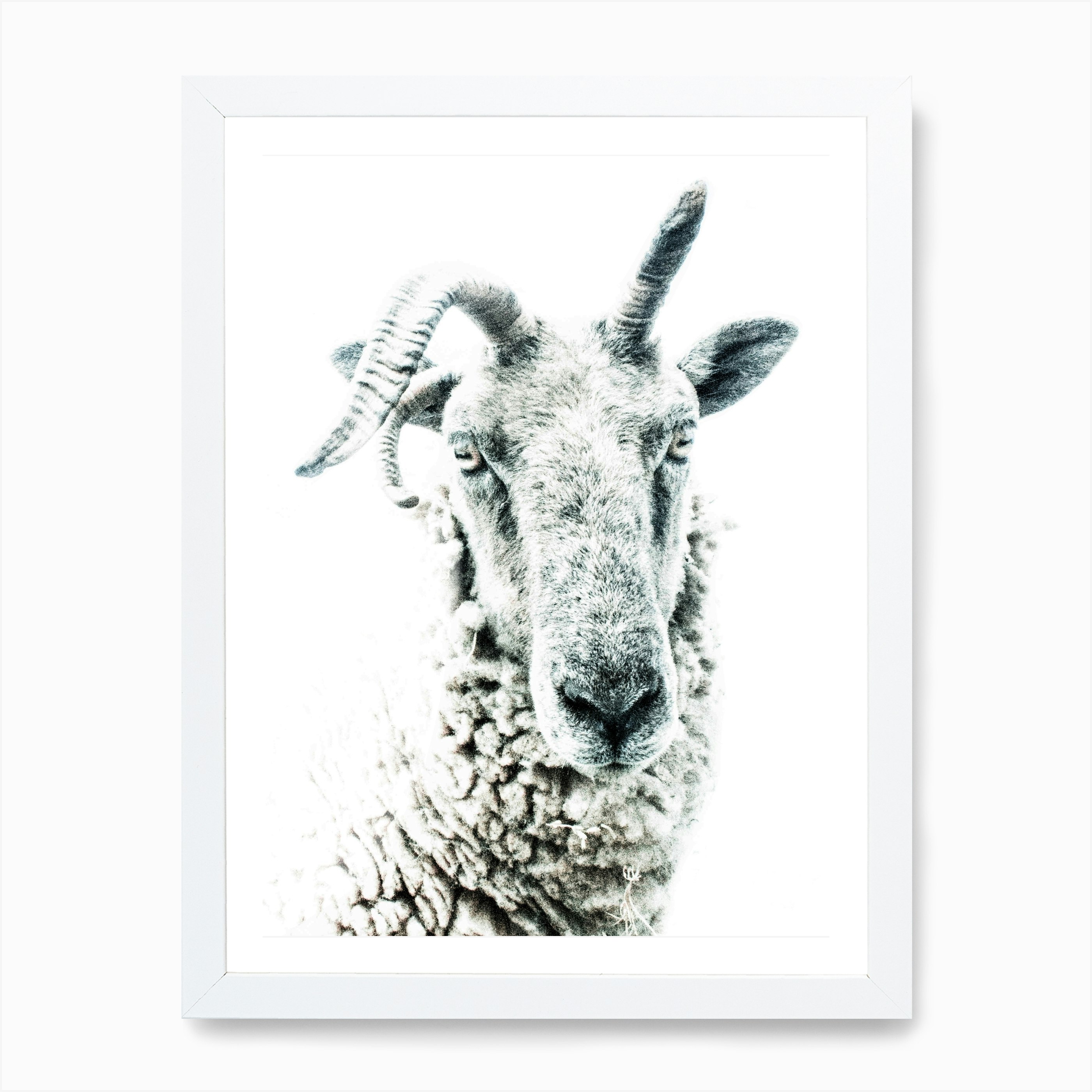 Sheep 1 Art Print Free Shipping Fy