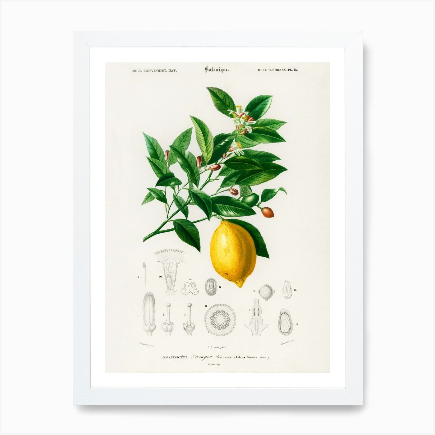 vintage lemon art