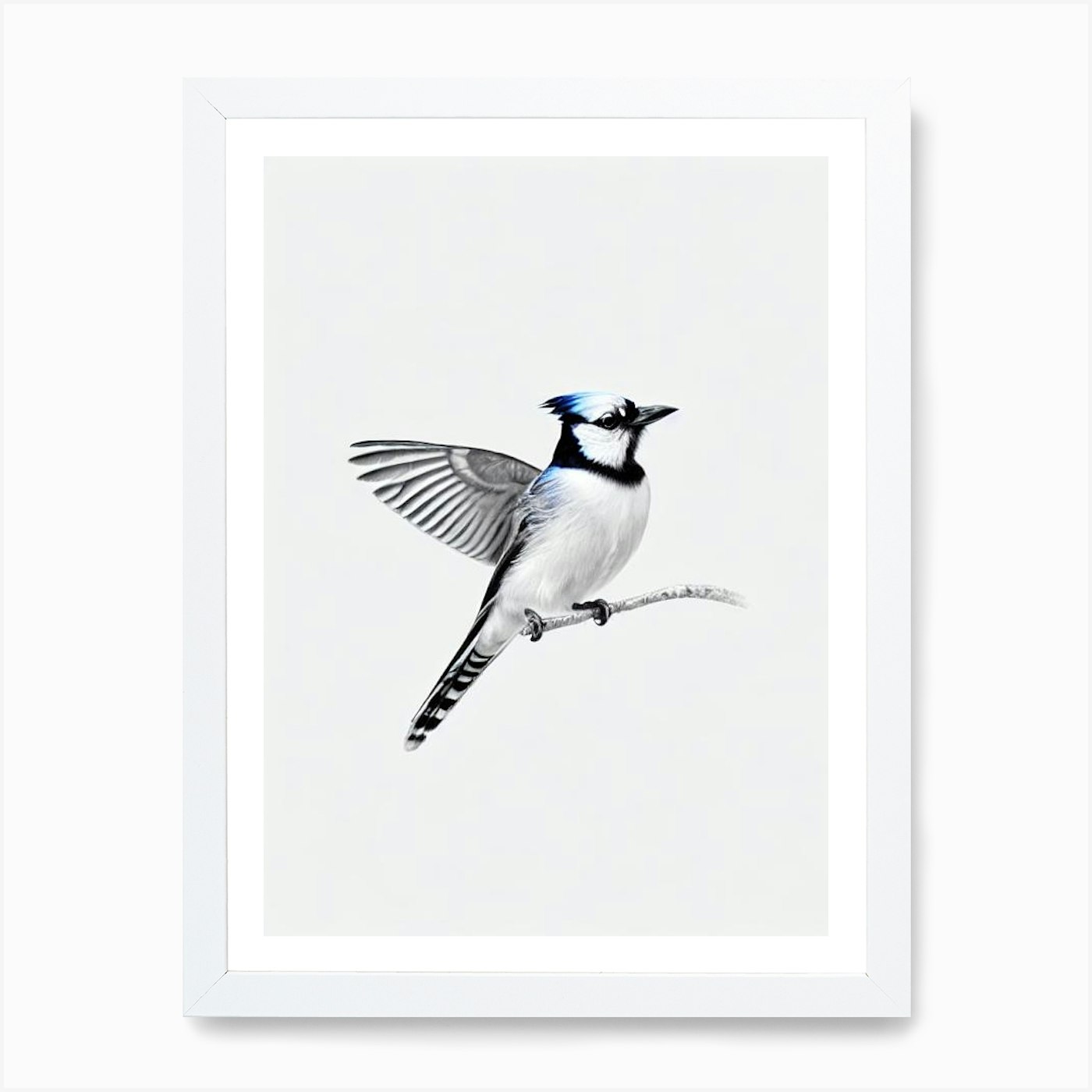 BLACK AND WHITE BLUE JAY Art Print