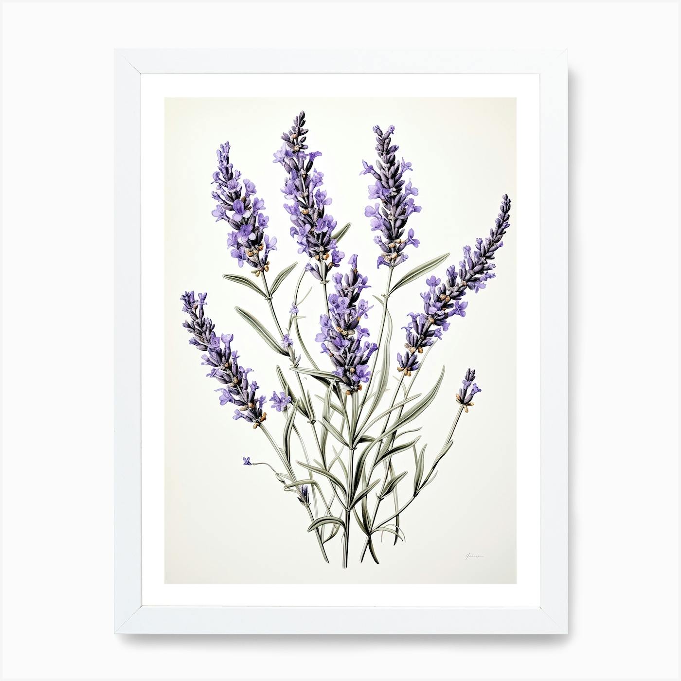 Lavender Flower Vintage Botanical Art Print by Whimsical Meadows Fy