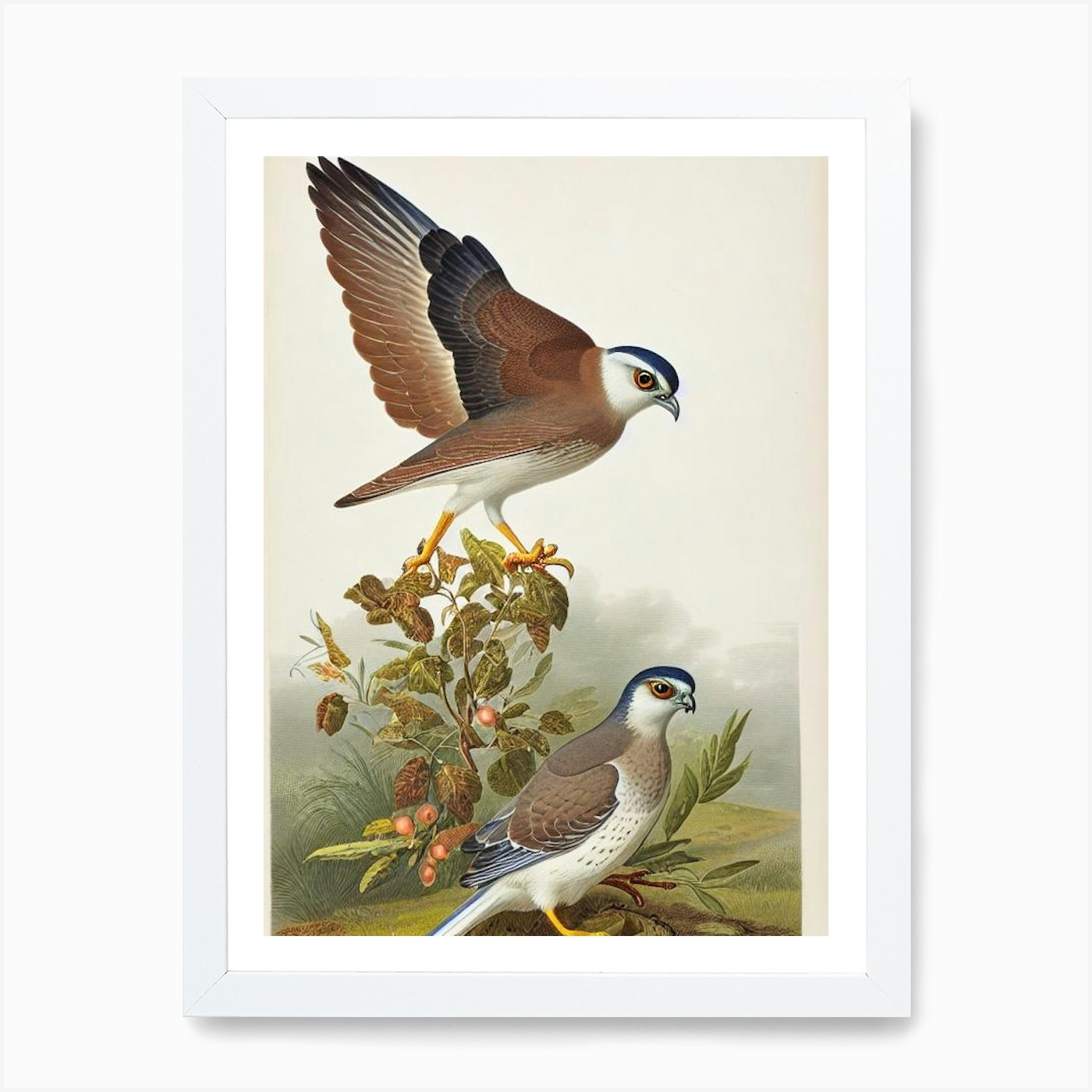 Quadro stampa su tela poster arte parete incorniciato Sparrowhawk James Audubon eurasiatico - Foto 3 di 4