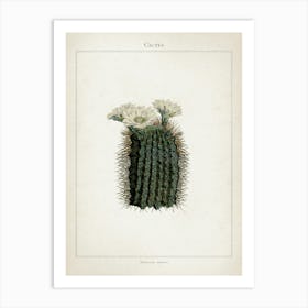 Vintage Curtis 2 Echinocactus Reductus Art Print