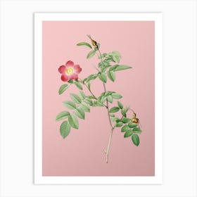 Vintage Pink Alpine Rose Botanical on Soft Pink n.0040 Art Print