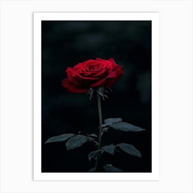 Dark Rose 94 Art Print