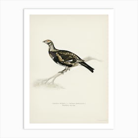 Hybrid Between Black Grouse And Willow Ptarmigan, The Von Wright Brothers 1 Art Print