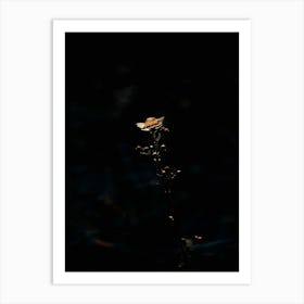 Flower In The Dark 16 Art Print