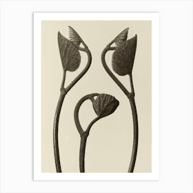 Aristolochia Stems And Leaves, Karl Blossfeldt Art Print