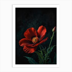 Red Poppy Flower Art Print