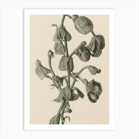 Sweet Pea Vintage Botanical Flower Art Print