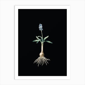 Vintage Scilla Lingulata Botanical Illustration on Solid Black n.0706 Art Print