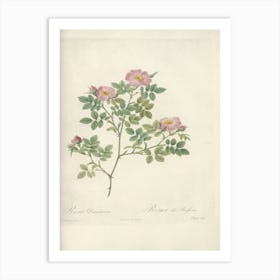 Rose Illustration, Pierre Joseph Redoute (62) Art Print