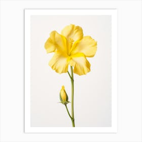 Pressed Wildflower Botanical Art Evening Primrose 2 Art Print