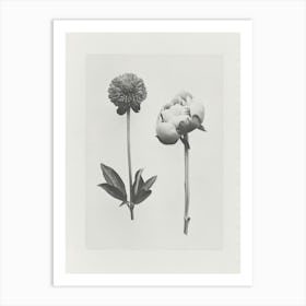 Peony Flower Photo Collage 1 Art Print