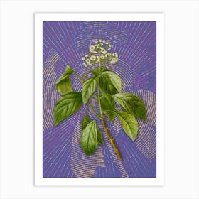 Vintage Climbing Hydrangea Botanical Illustration on Veri Peri n.0534 Art Print