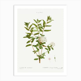 Bog Labrador Tea, Pierre Joseph Redoute Art Print