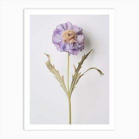 Pressed Flower Botanical Art Scabiosa 2 Art Print