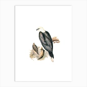 Vintage White Bellied Sea Eagle Bird Illustration on Pure White n.0152 Art Print