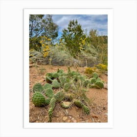 Cactus, Santa Fe, New Mexico Art Print