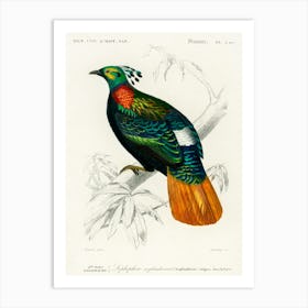 Himalayan Monal (Lophophorus Refulgens), Charles Dessalines D' Orbigny Art Print